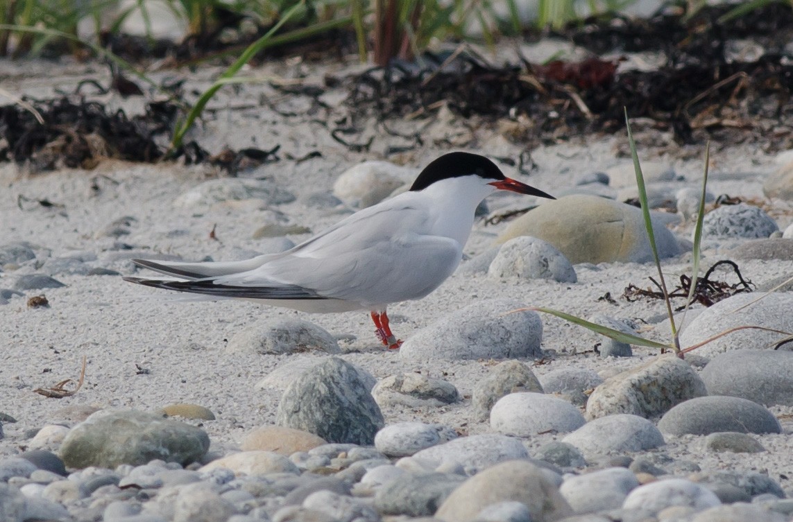 Roseate Tern - Alix d'Entremont