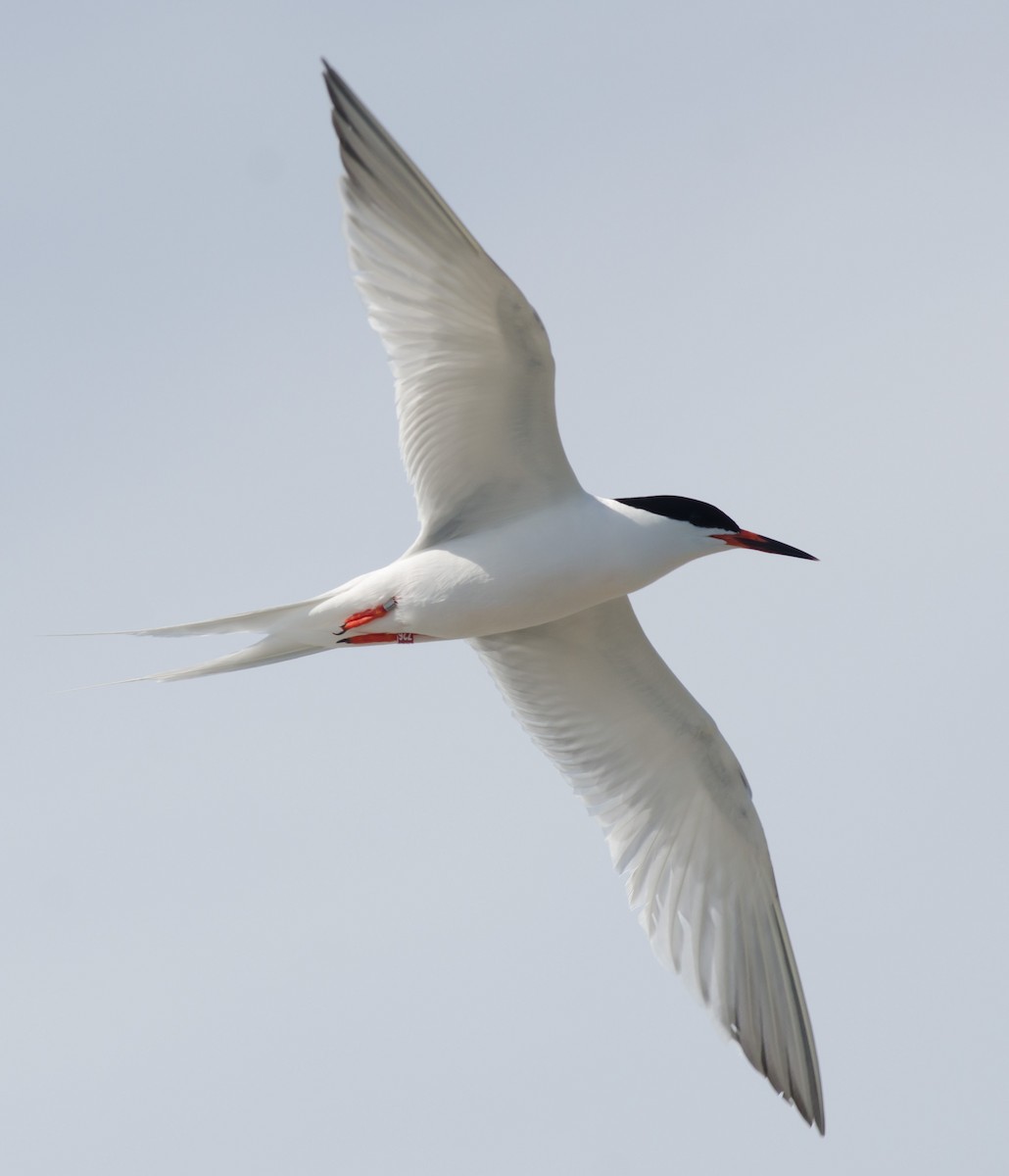 Roseate Tern - Alix d'Entremont