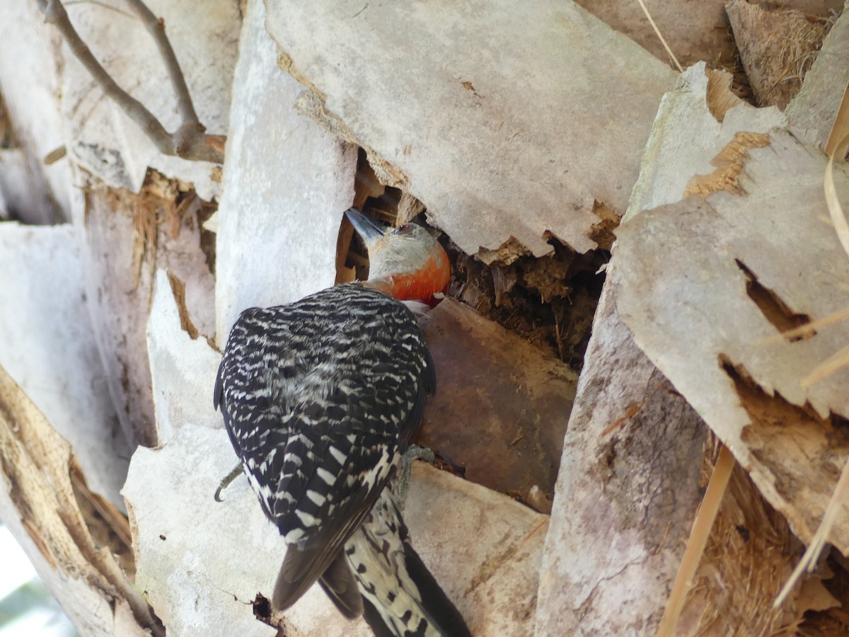 Red-bellied Woodpecker - Betty Holcomb