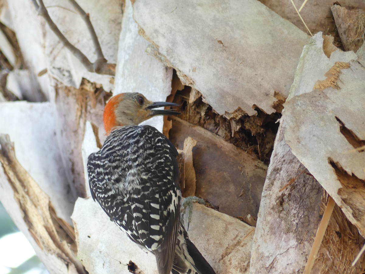 Red-bellied Woodpecker - Betty Holcomb