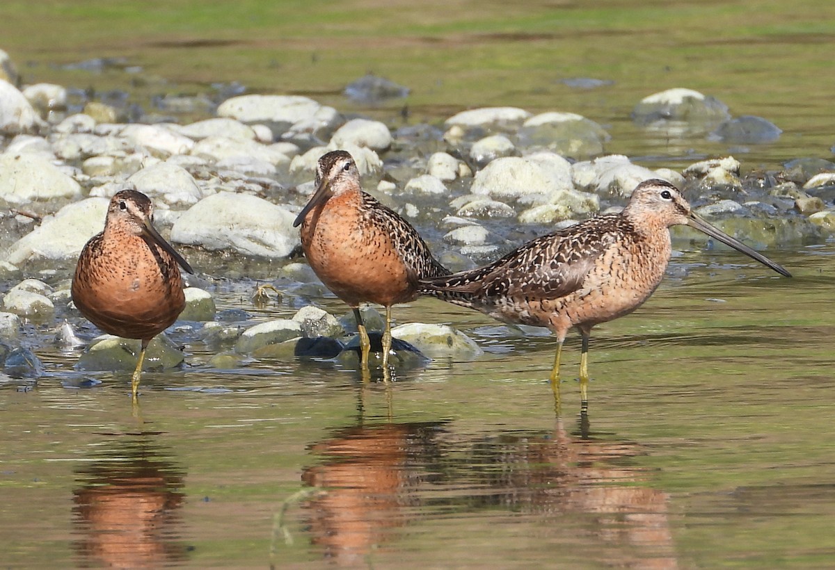 Long-billed Dowitcher - ML598777821