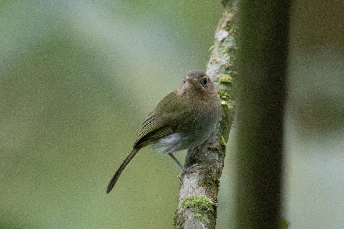 Buff-throated Tody-Tyrant - Andre Moncrieff