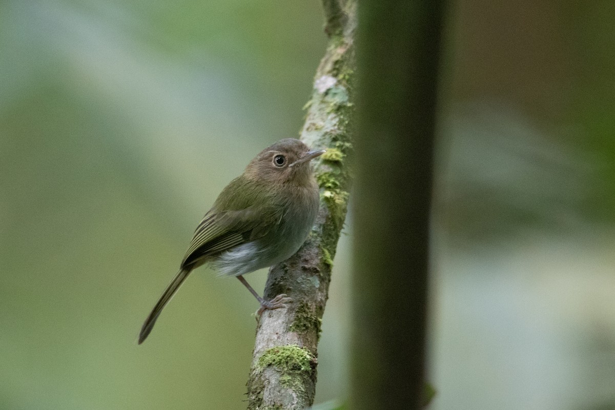 Buff-throated Tody-Tyrant - Andre Moncrieff