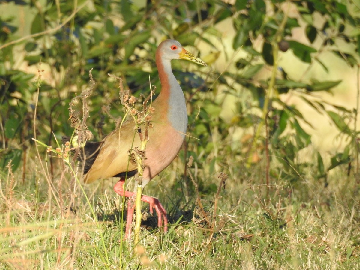 Giant Wood-Rail - ML598778941