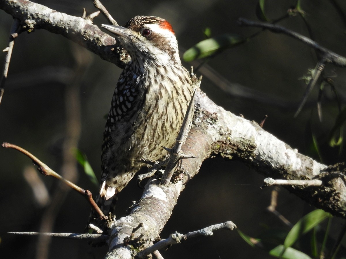 Checkered Woodpecker - ML598779011