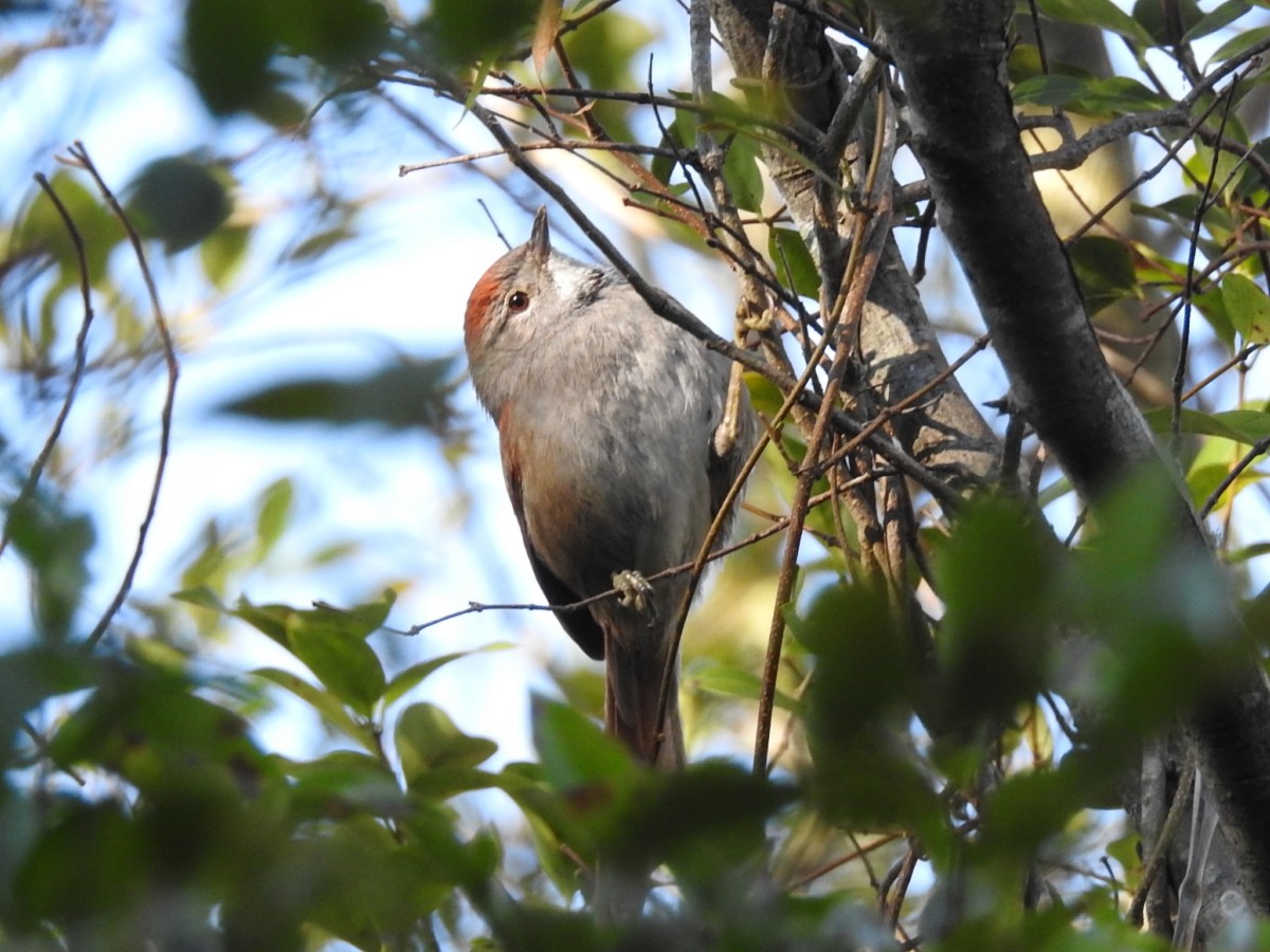 Pale-breasted Spinetail - ML598779251
