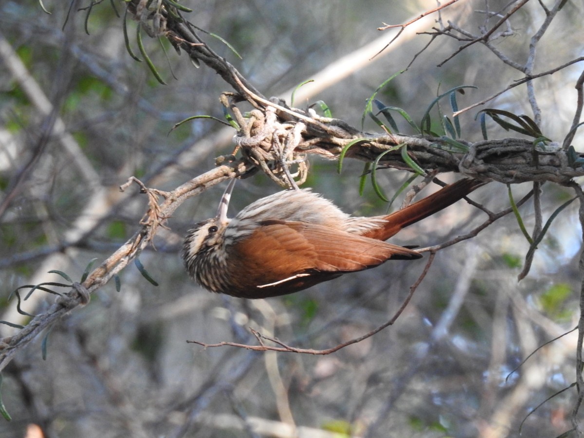 Narrow-billed Woodcreeper - ML598779281