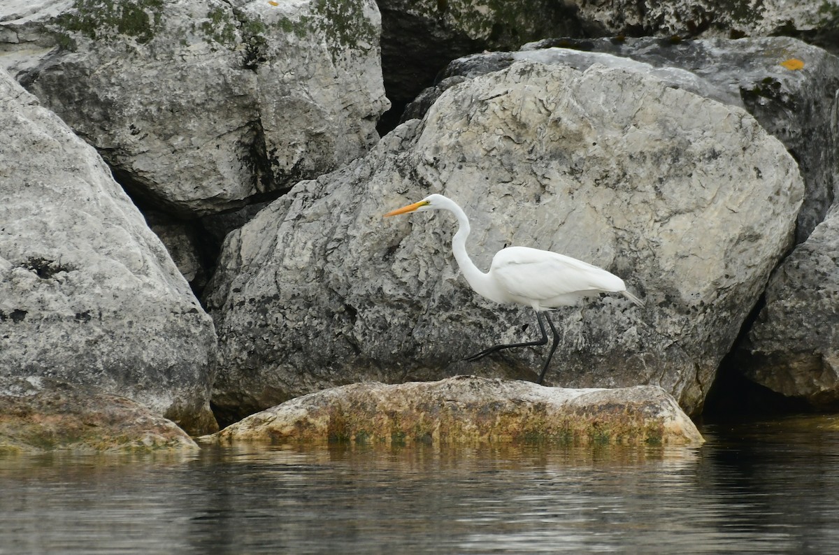 egretthegre - ML598780351