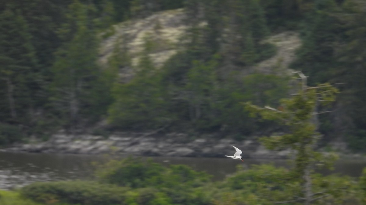 Common Tern - ML598781451