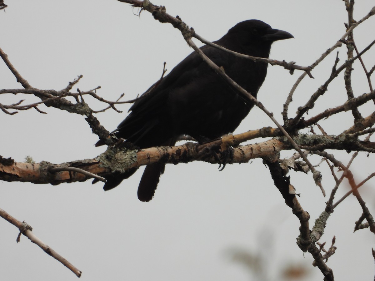 American Crow - Denis Provencher COHL
