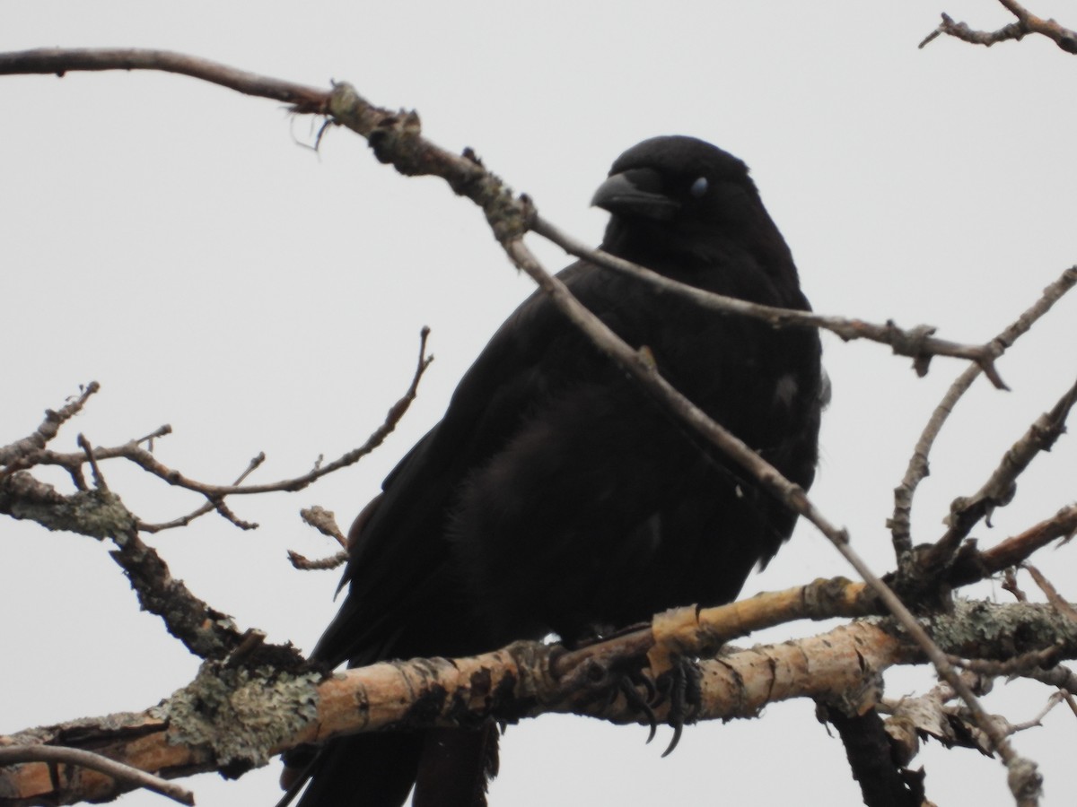 American Crow - Denis Provencher COHL