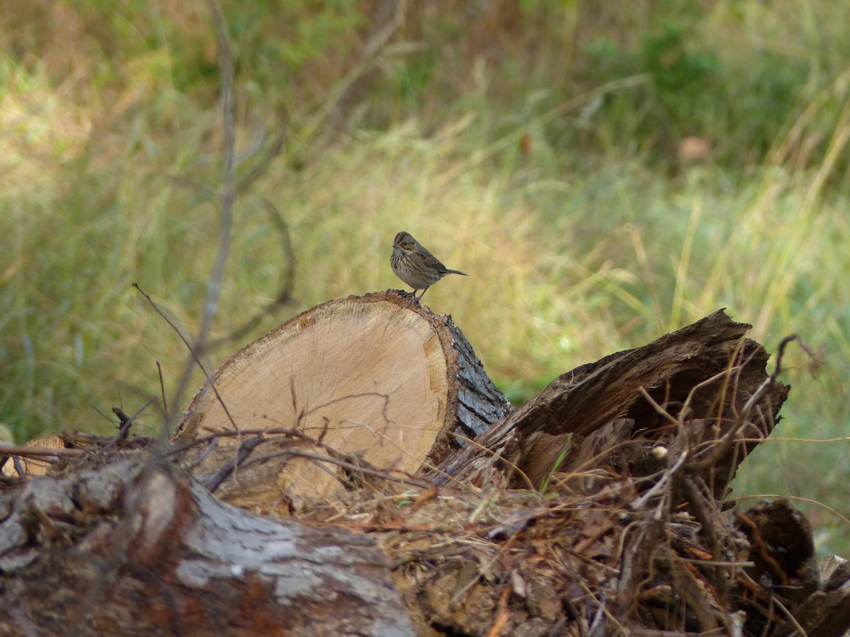 Lincoln's Sparrow - ML598782091