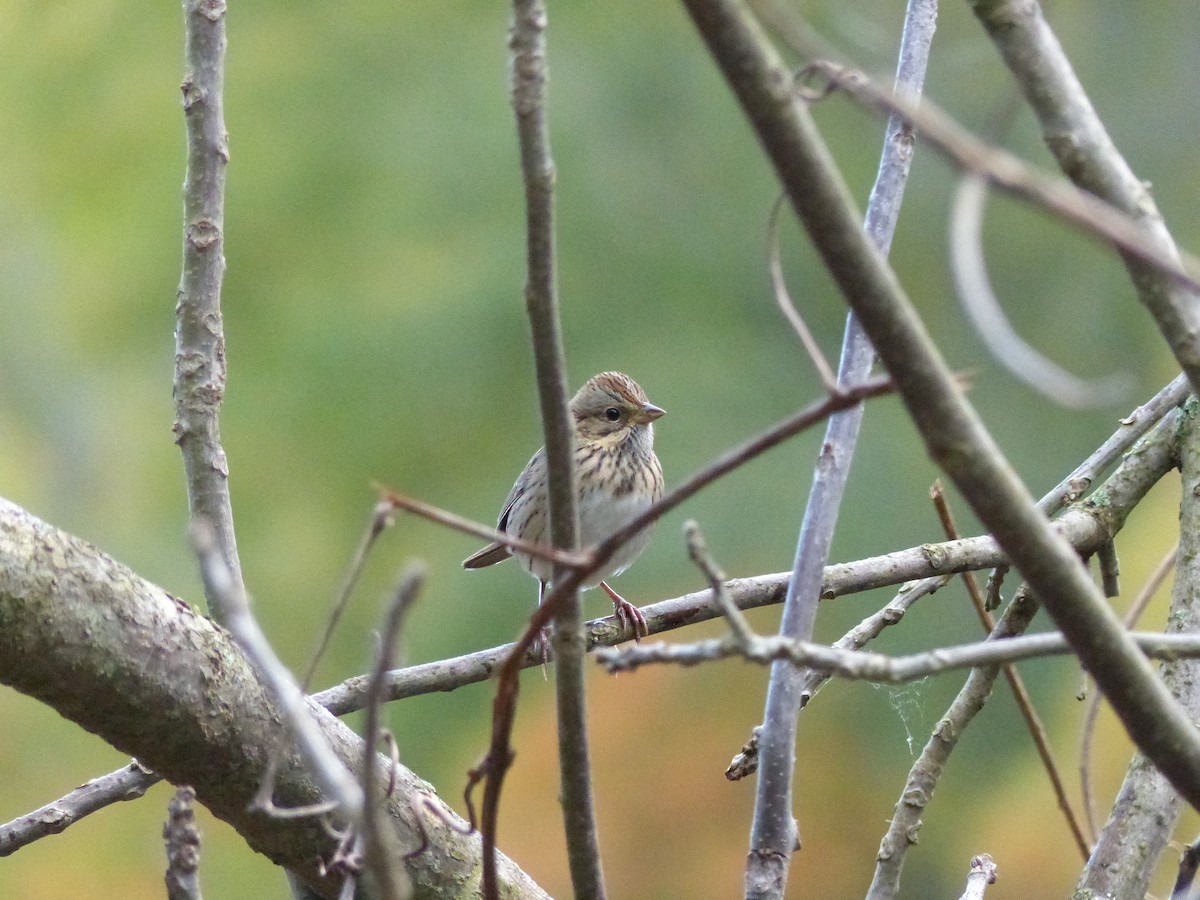 Lincoln's Sparrow - Sam Skinner