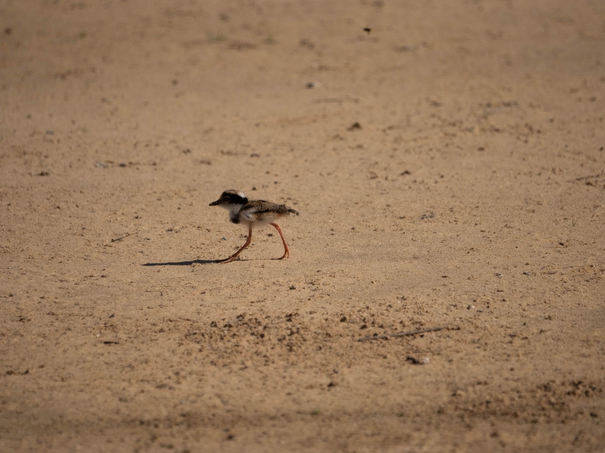 Pied Plover - ML598782651