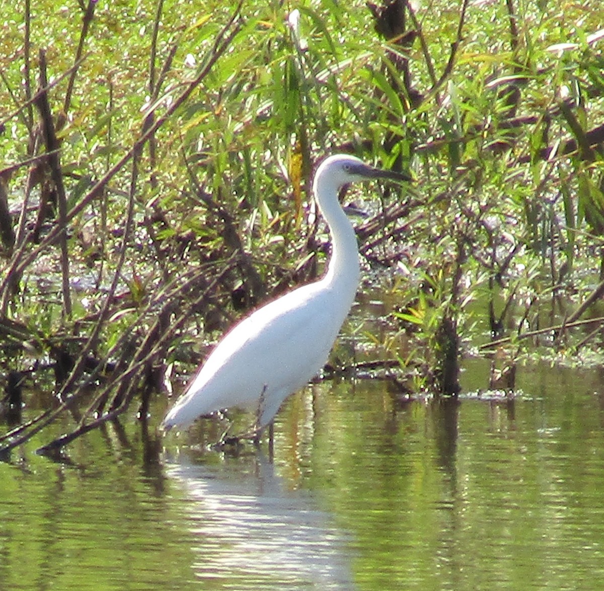 Little Blue Heron - ML598783261