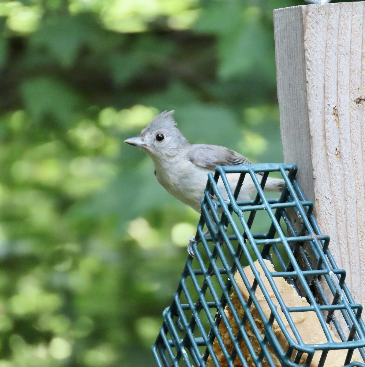 Tufted Titmouse - ML598783451