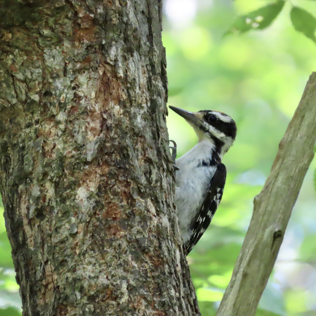 Hairy Woodpecker - ML598783531