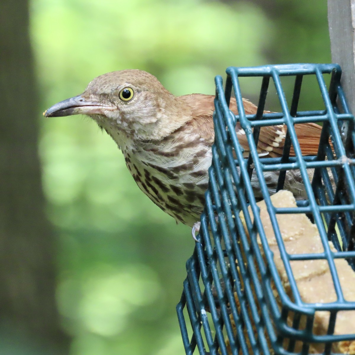 Brown Thrasher - ML598783561