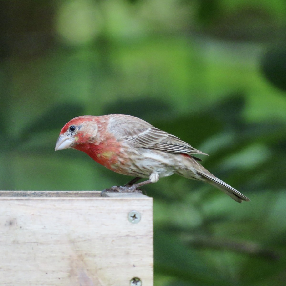 House Finch - ML598783641