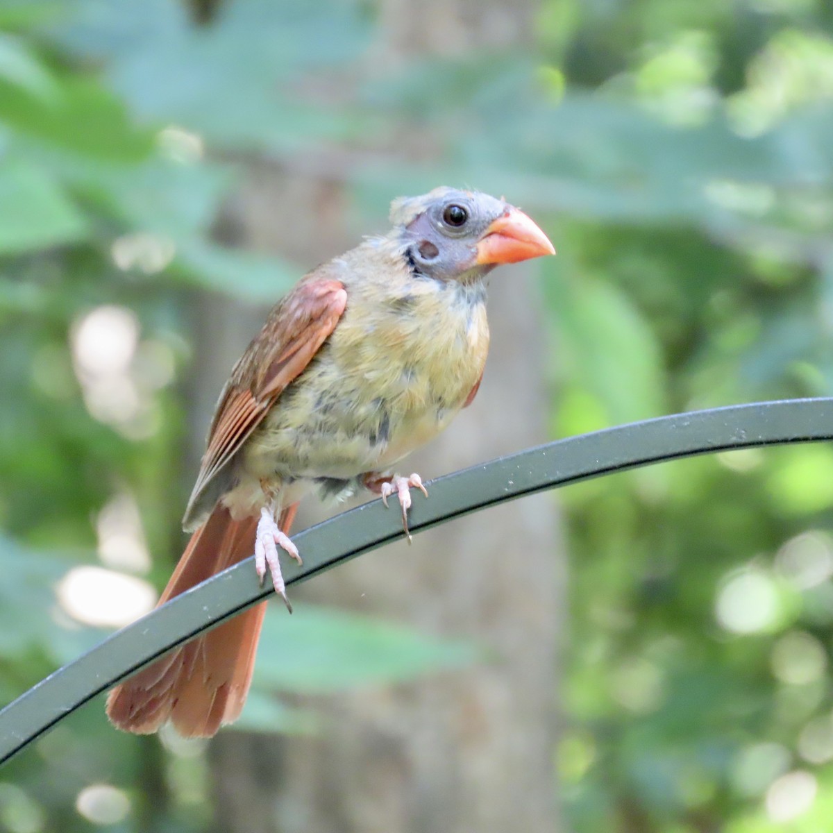 Northern Cardinal - ML598783711