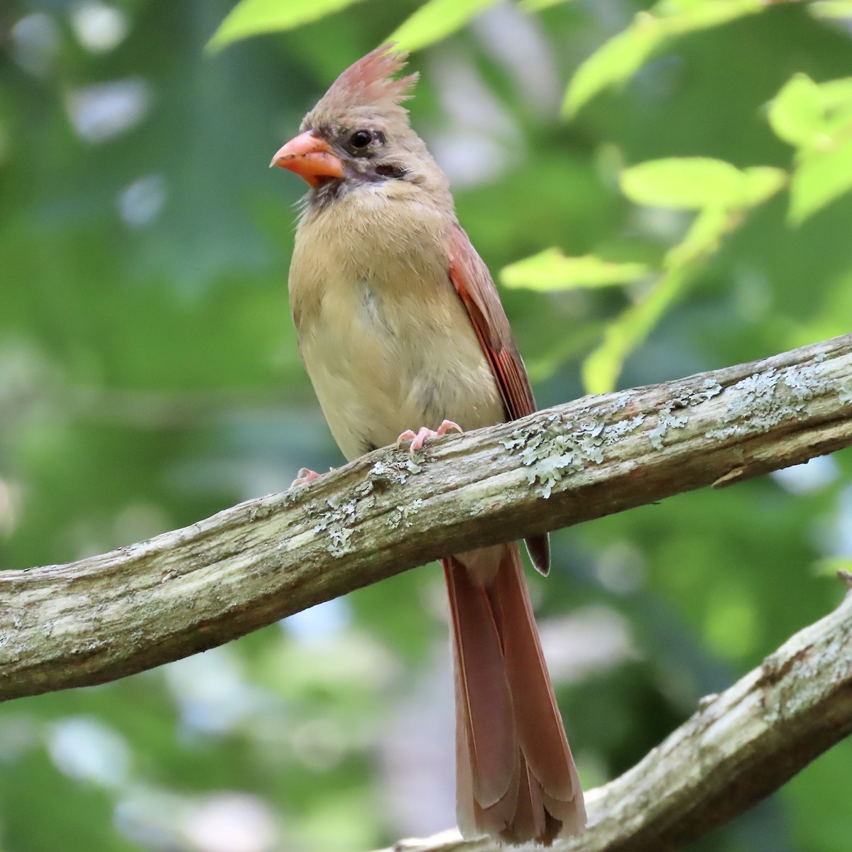 Northern Cardinal - ML598783721