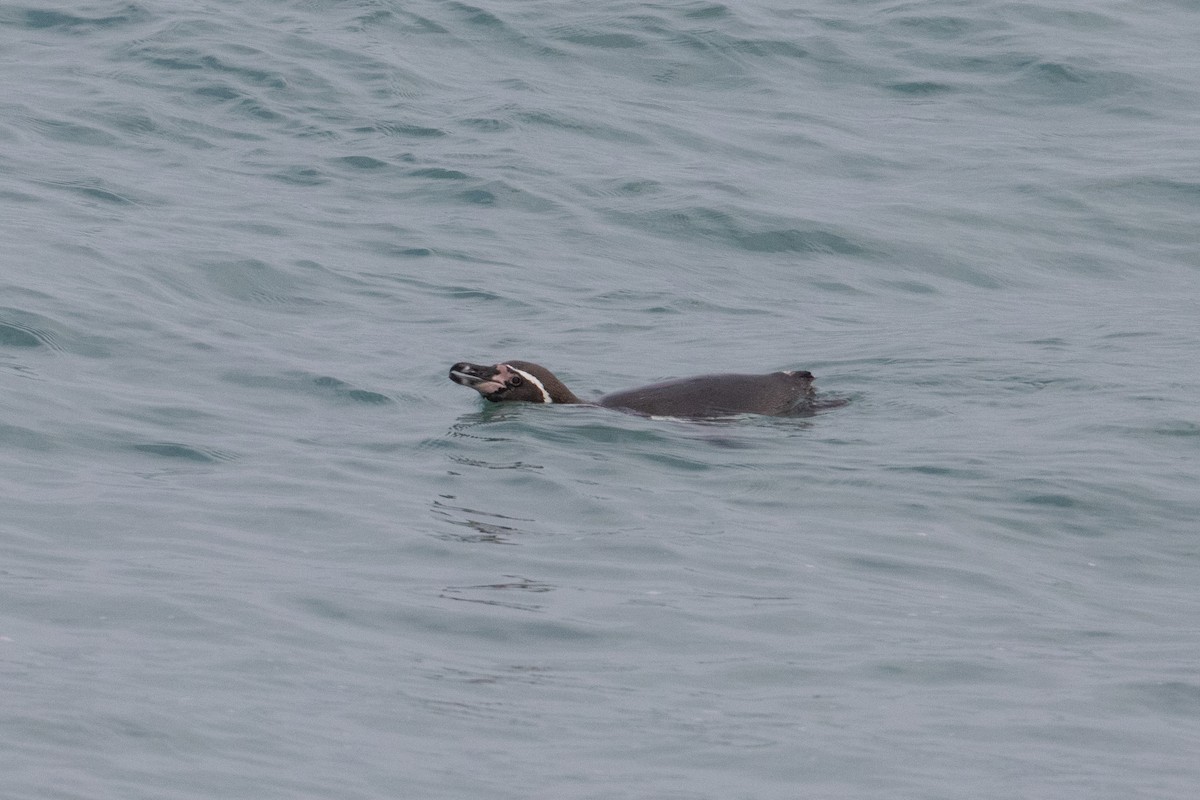 Humboldt Penguin - ML598784001