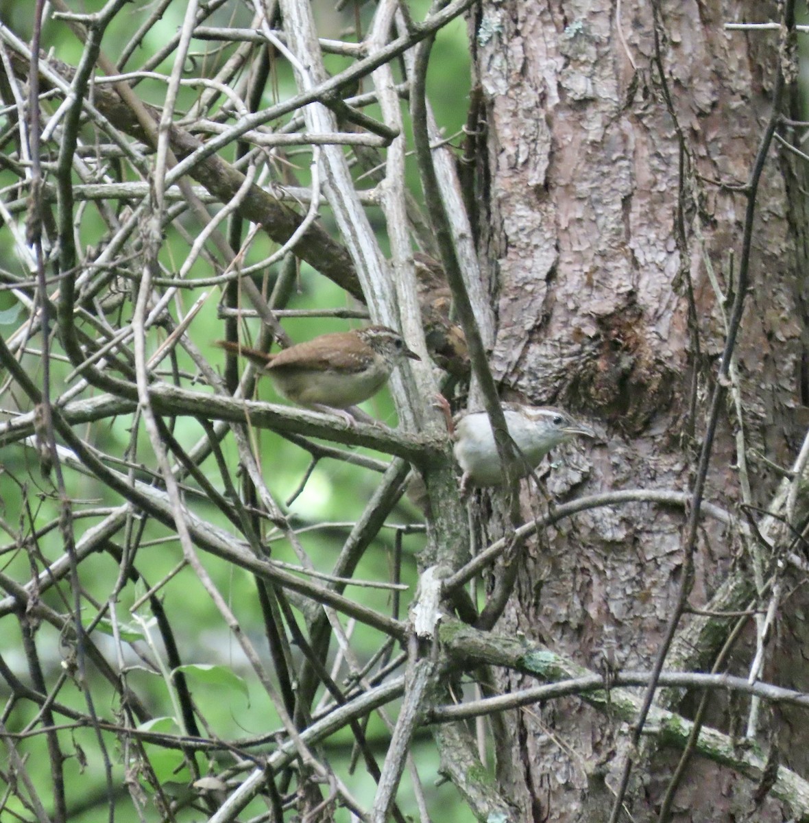 Carolina Wren - ML598784101