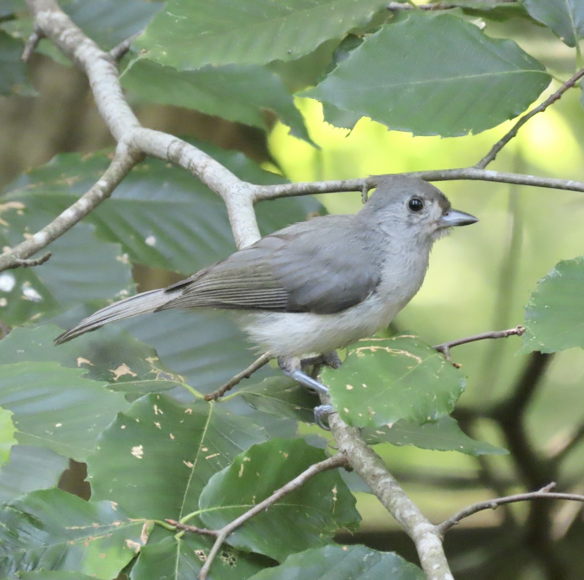 Tufted Titmouse - ML598784591
