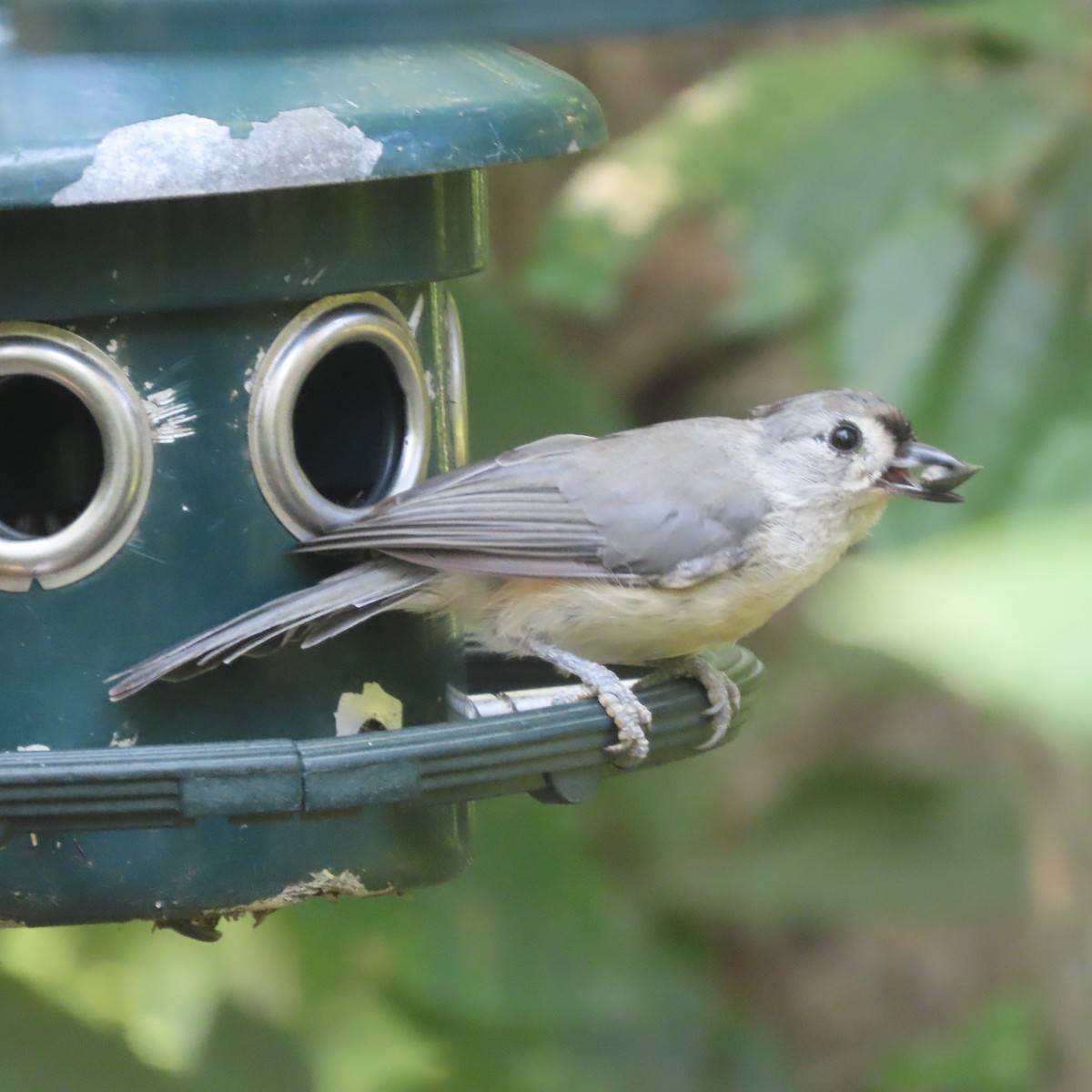 Tufted Titmouse - ML598784601