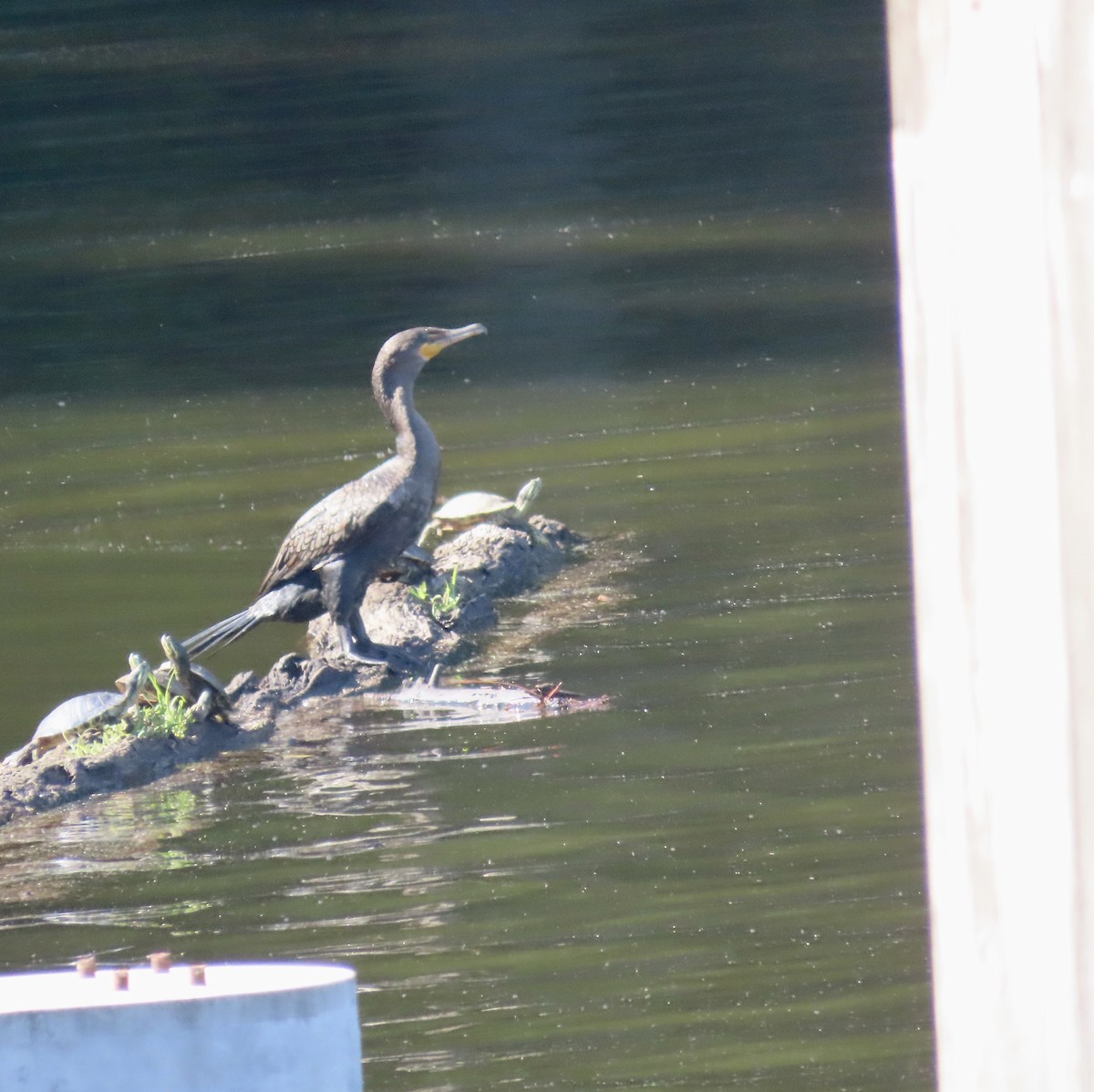 Double-crested Cormorant - ML598785281