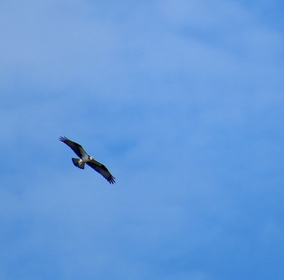 Águila Pescadora - ML598785401