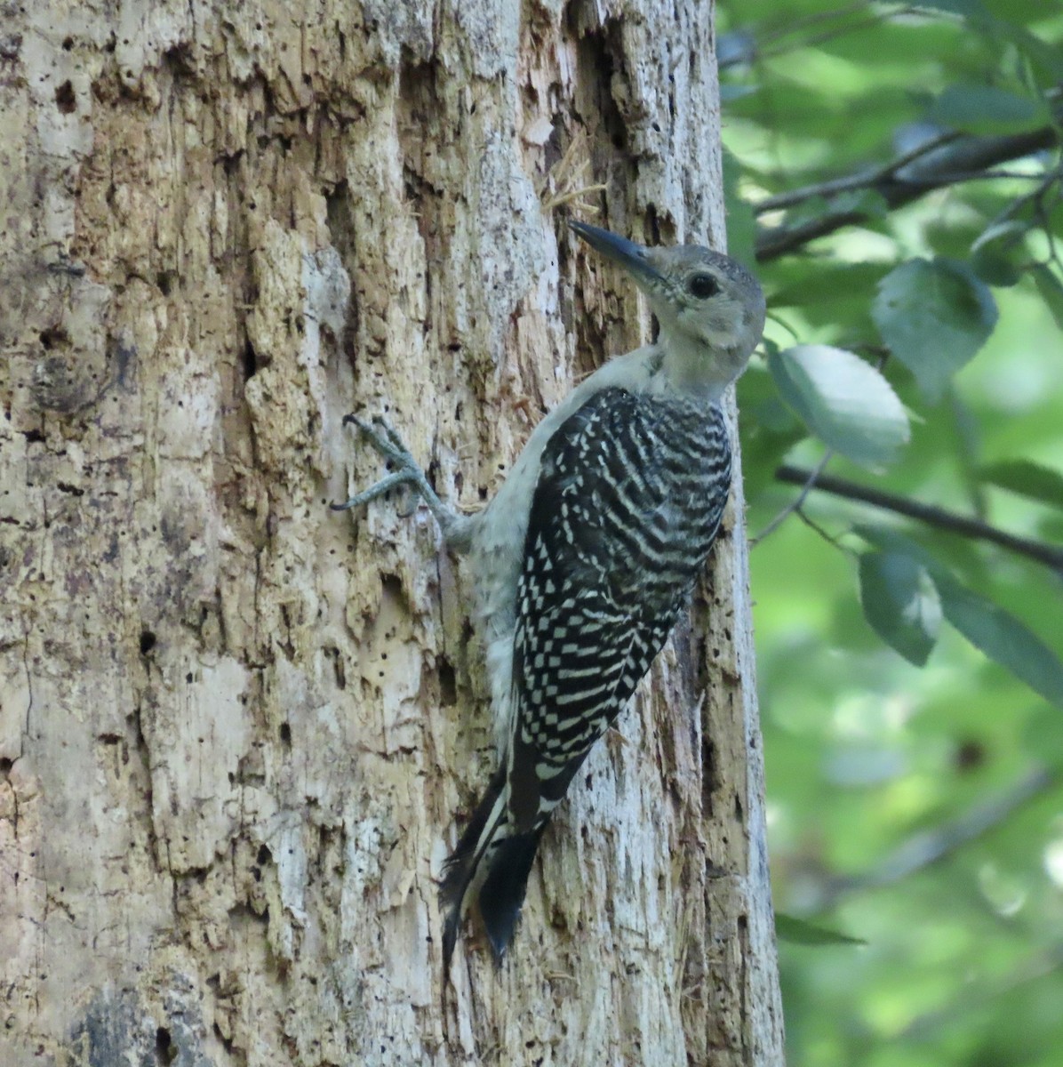 Red-bellied Woodpecker - ML598786061