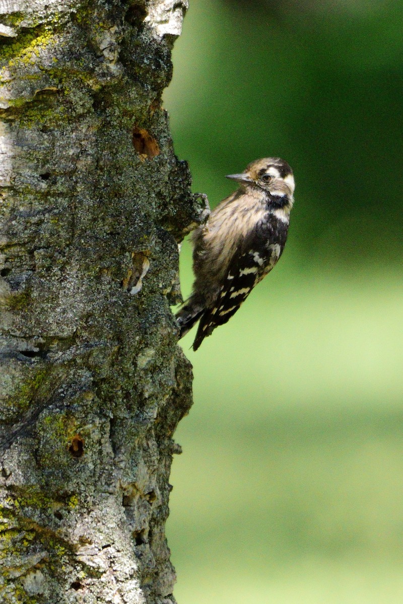 Lesser Spotted Woodpecker - ML598786091