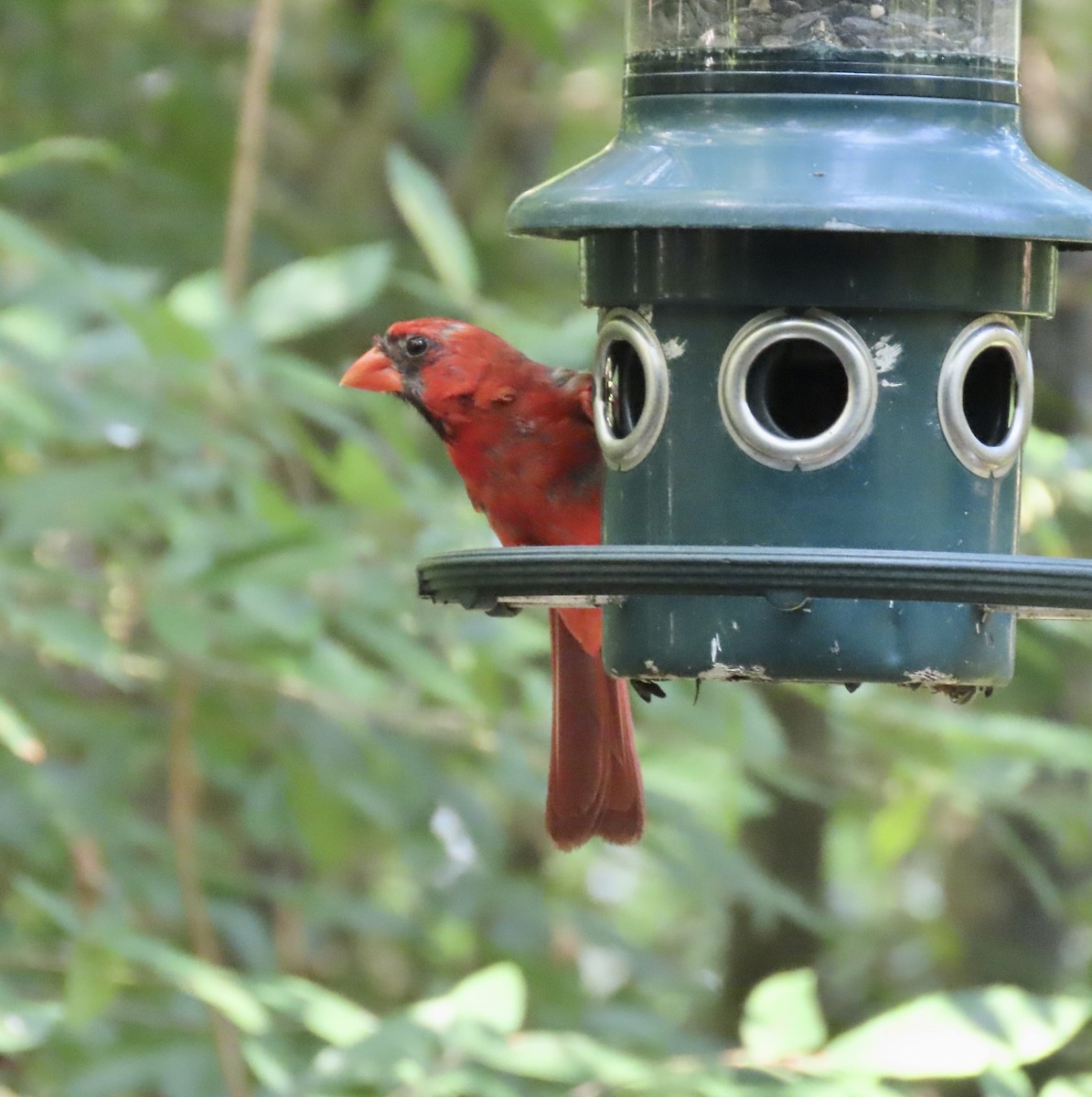 Cardinal rouge - ML598786131