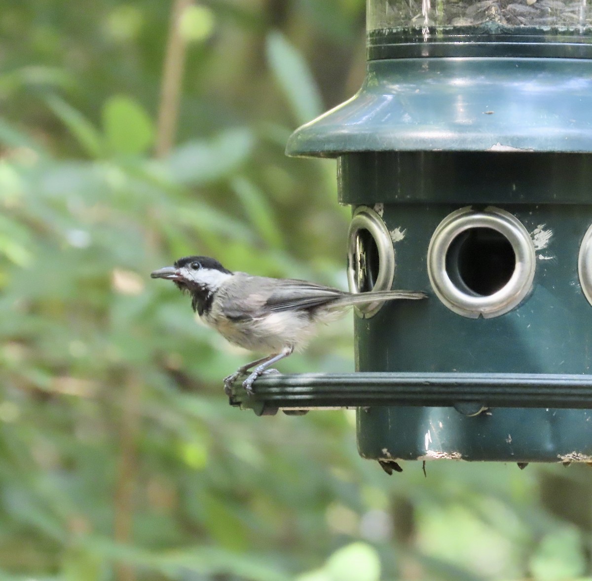 Carolina Chickadee - ML598786141