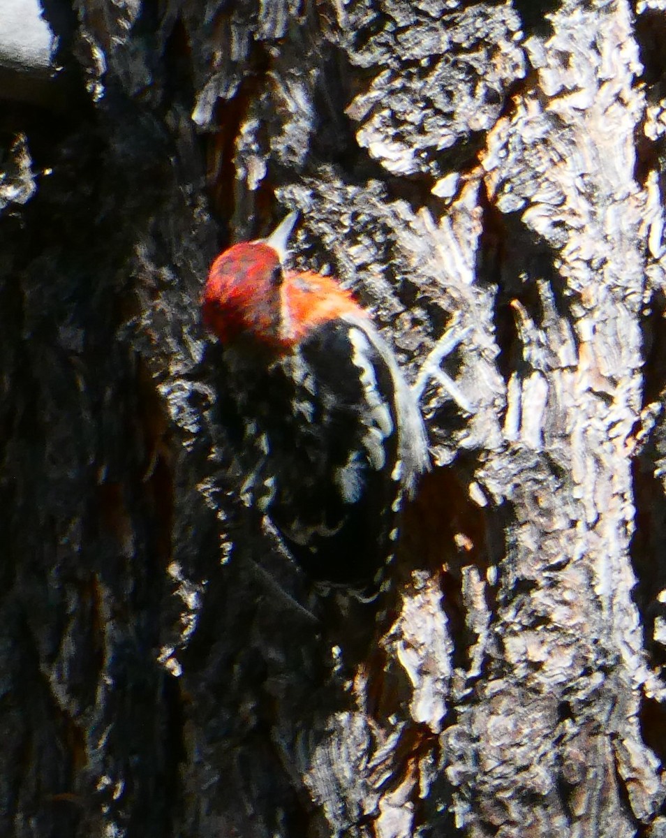 Дятел-смоктун червоноголовий - ML598786571