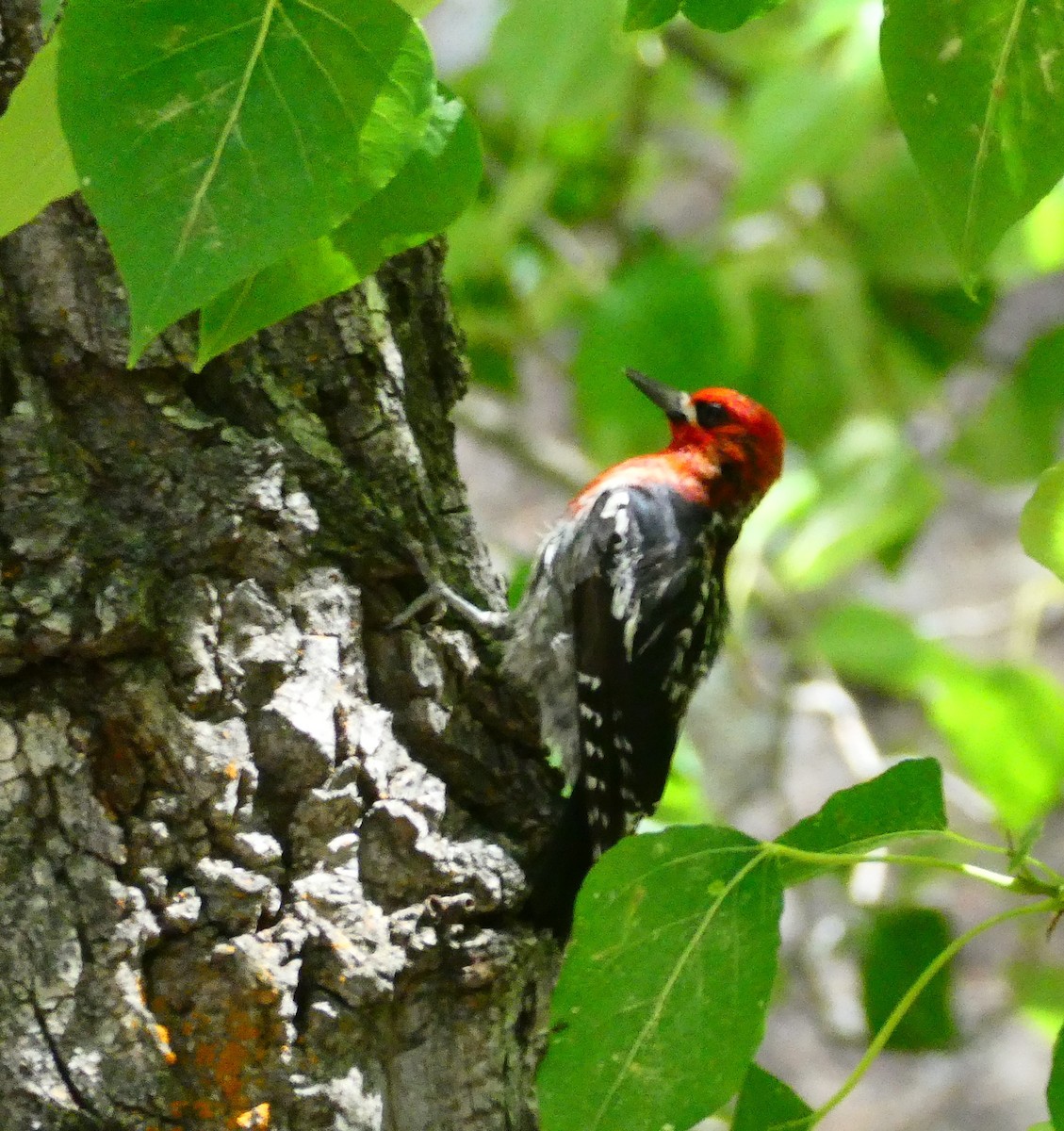 Red-breasted Sapsucker - ML598786581