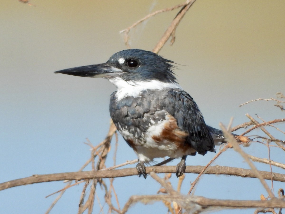Belted Kingfisher - ML598786601