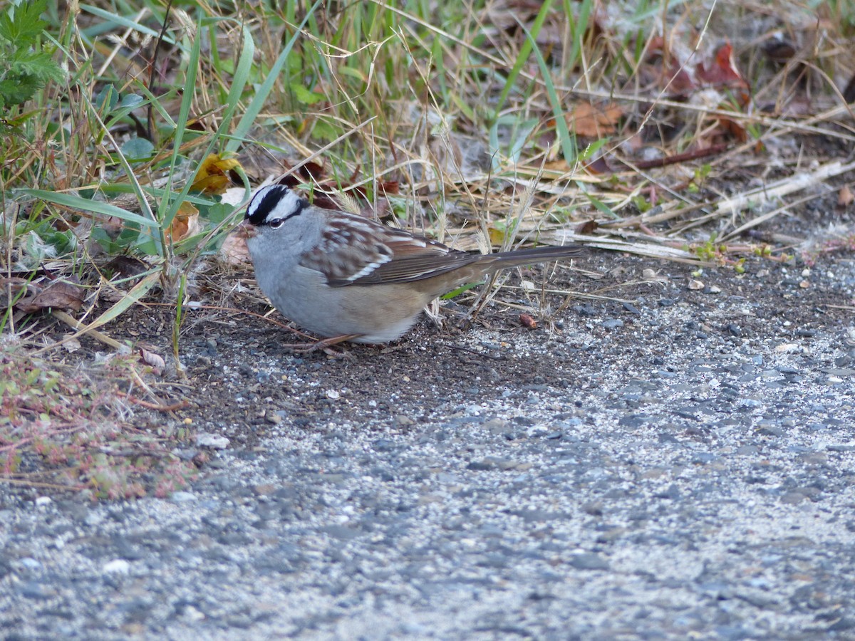 White-crowned Sparrow - ML598787221