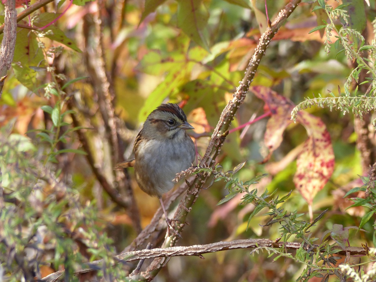 Swamp Sparrow - ML598787571