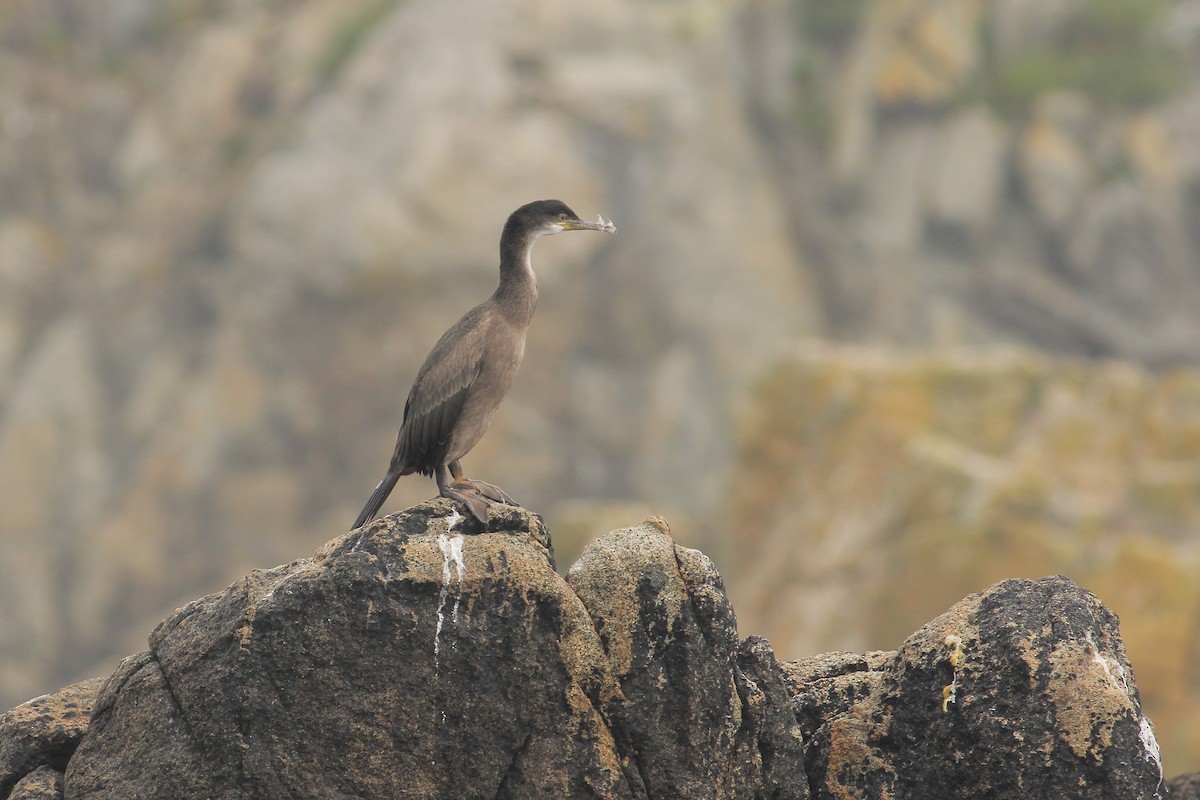 Cormorán Moñudo (Atlántico) - ML598788711