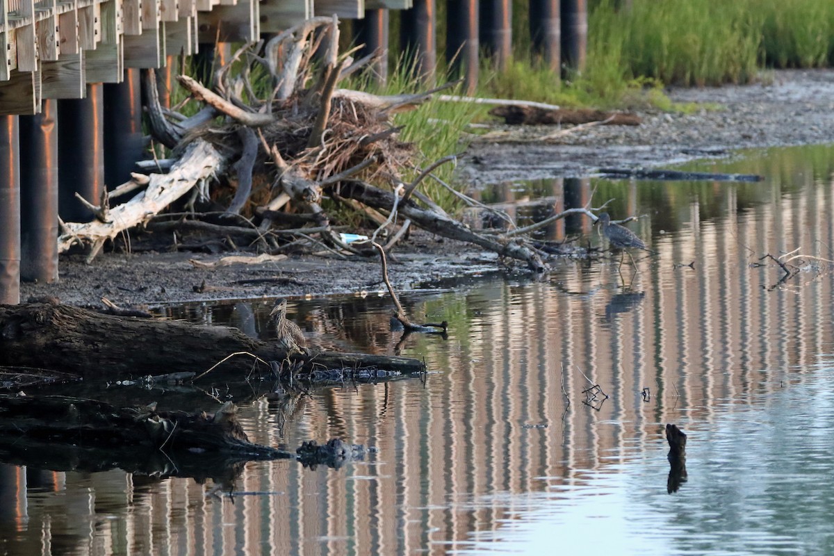 Yellow-crowned Night Heron - ML598789121