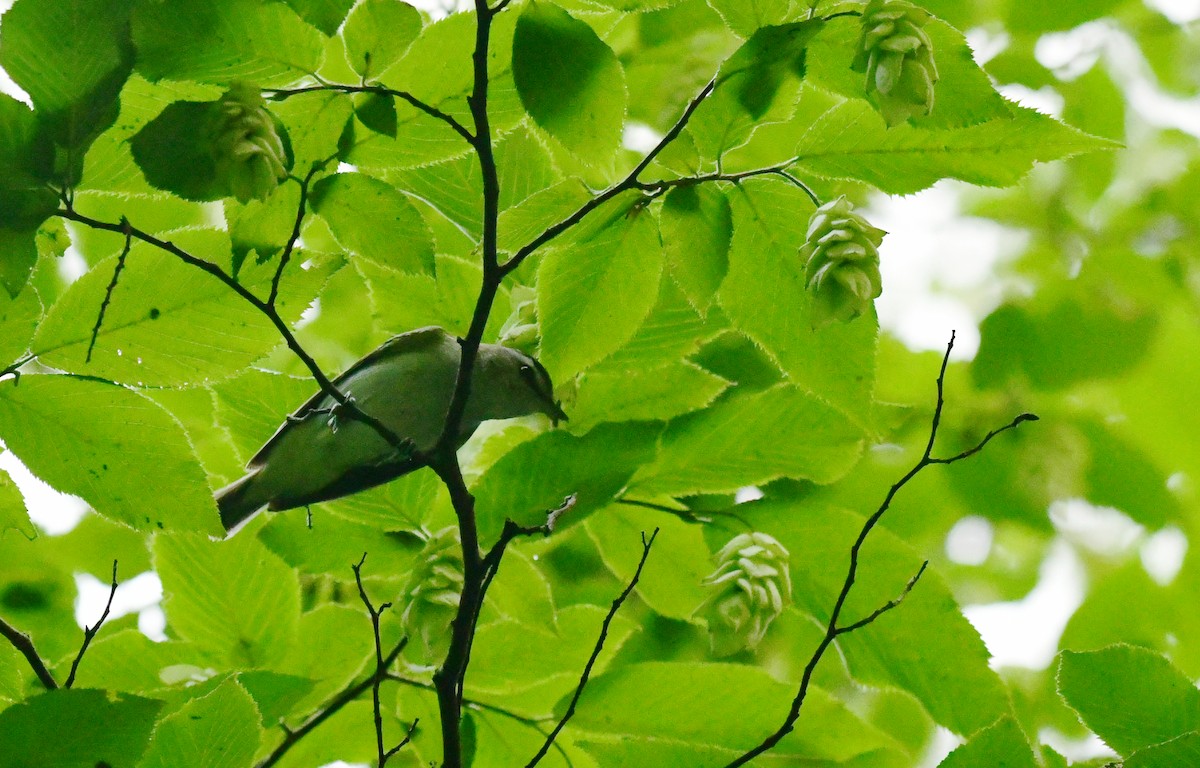 Red-eyed Vireo - ML598789171