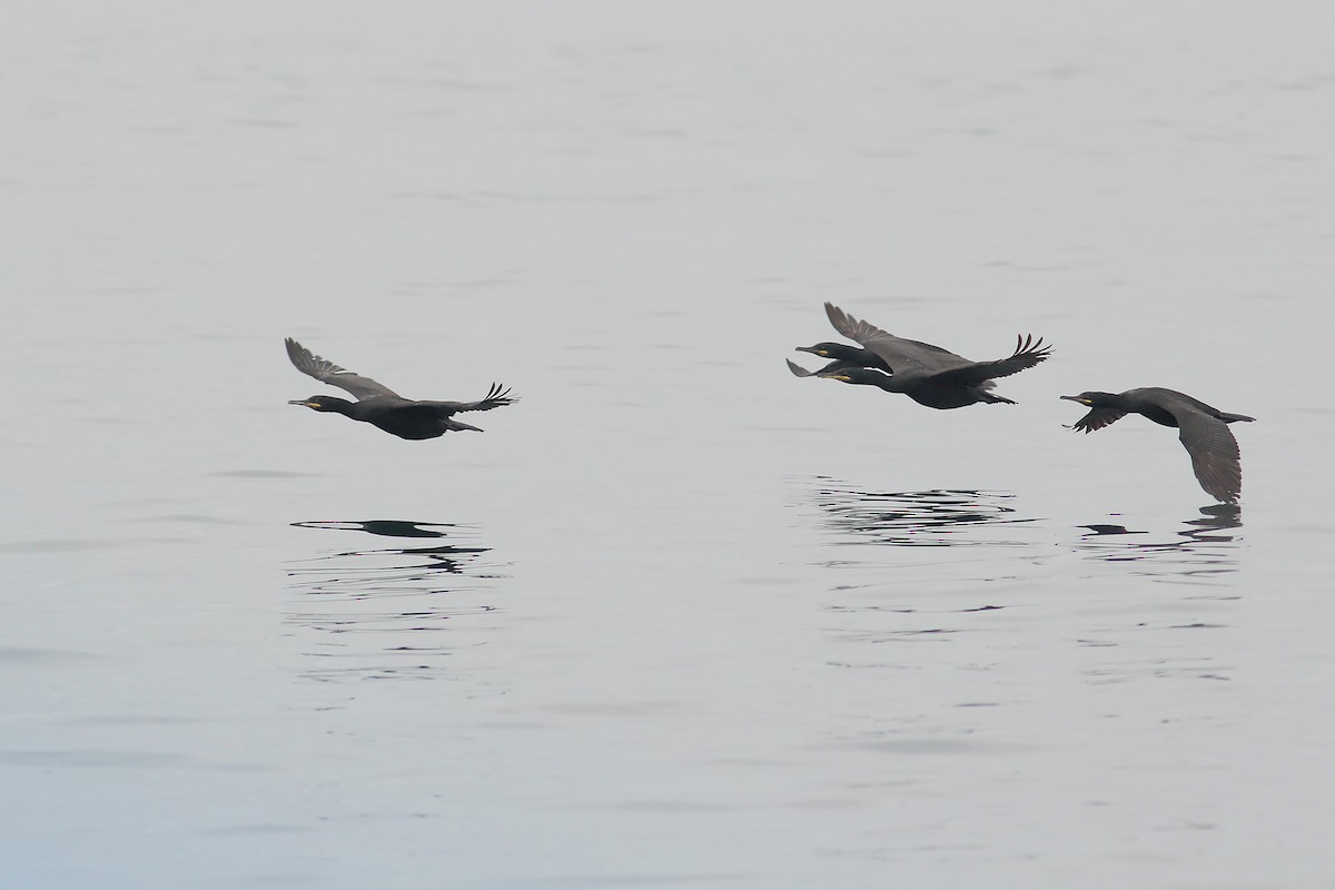 European Shag (Atlantic) - ML598789331