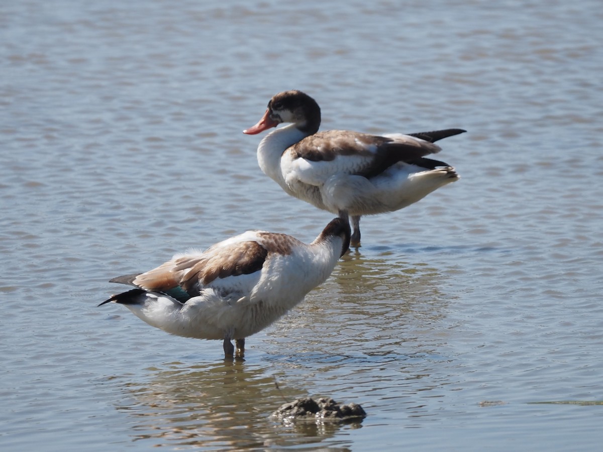 Анхидал ангир - ML598789601