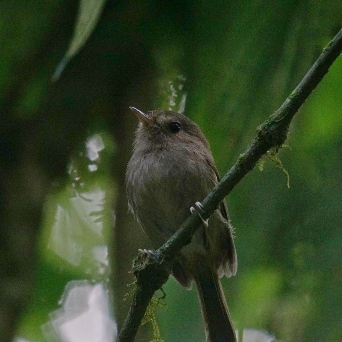 Brown-breasted Pygmy-Tyrant - ML598791961