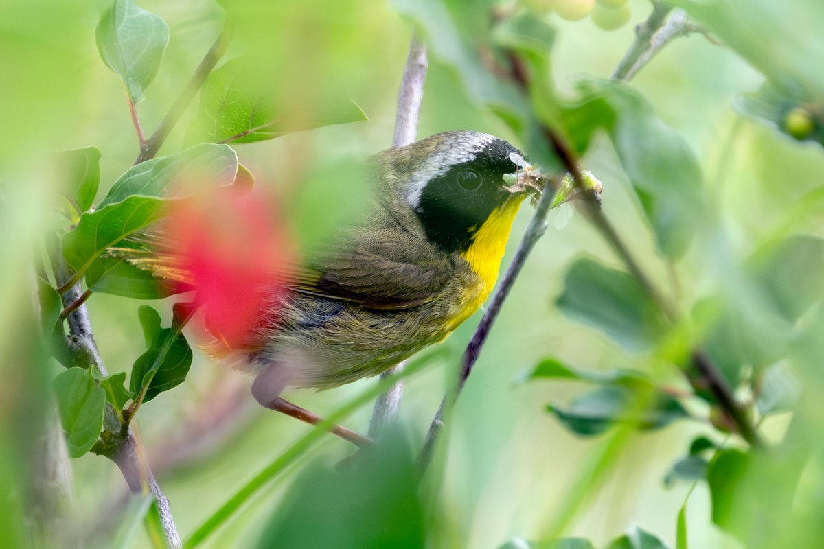 Common Yellowthroat - ML598794311