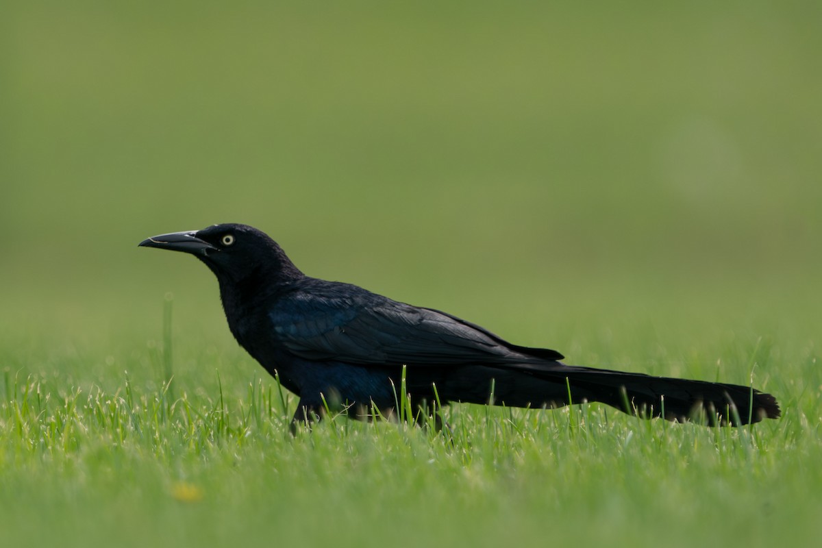Great-tailed Grackle - ML598795211