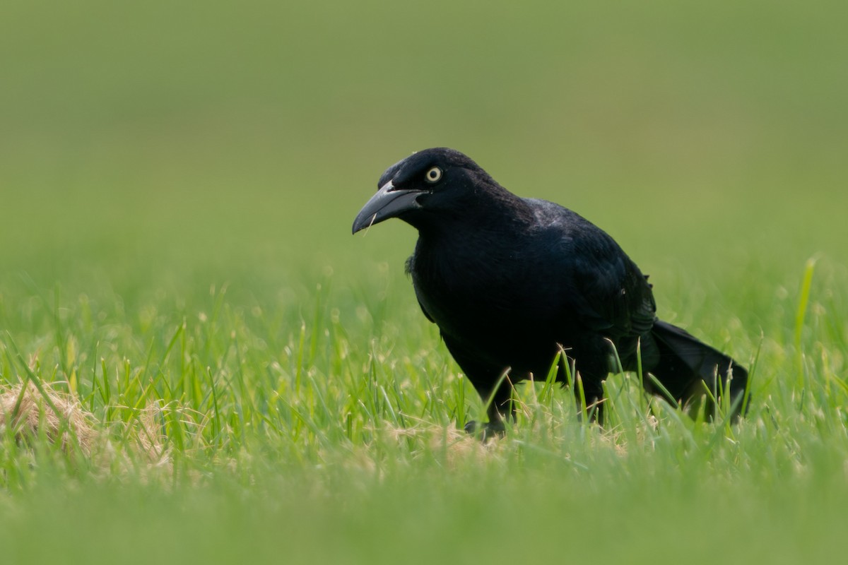 Great-tailed Grackle - ML598795221