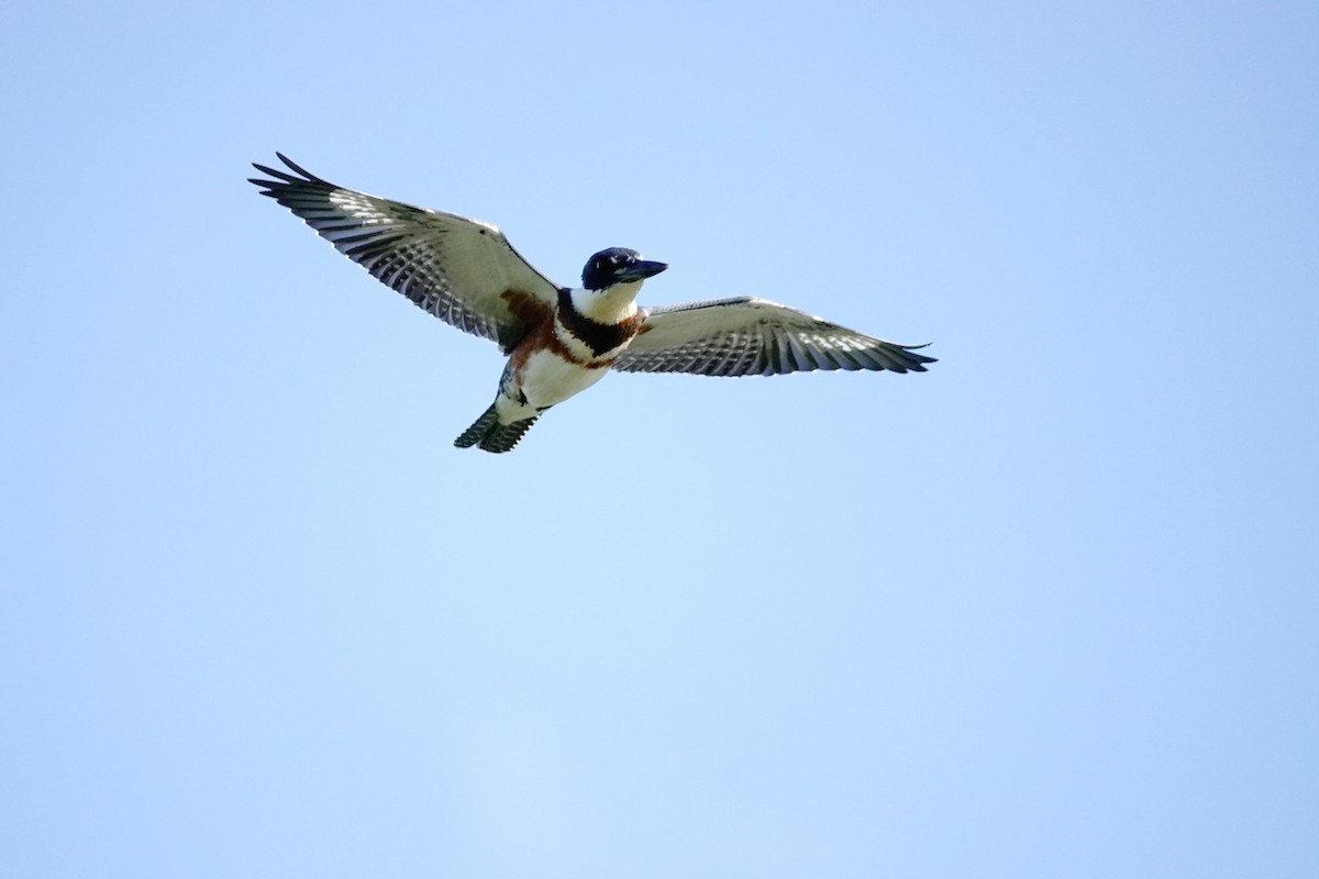 Belted Kingfisher - ML598795301